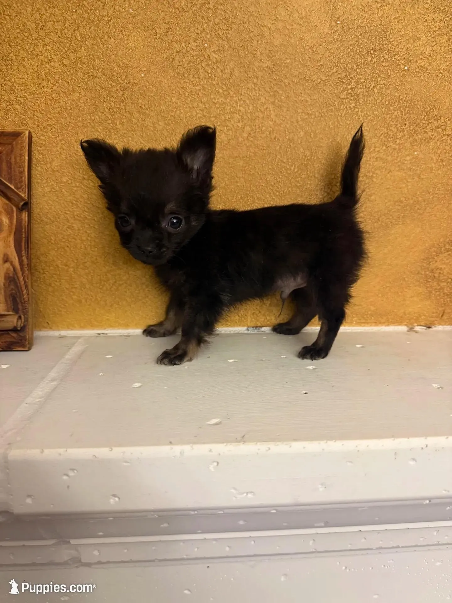 Ticky – Chihuahua puppy for sale in Denham Springs, LA
