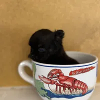 Ticky, a male Chihuahua for sale in Denham Springs, LA – Photo 3 of 6