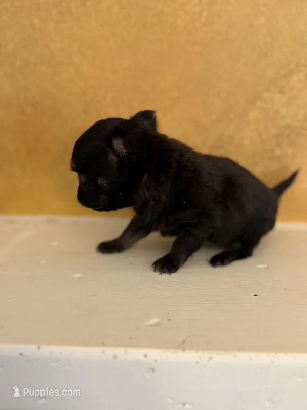 Ticky – Chihuahua puppy for sale in Denham Springs, LA