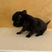 Ticky, a male Chihuahua for sale in Denham Springs, LA – Photo 1 of 6