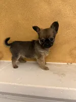 Sha, a female Chihuahua for sale in Denham Springs, LA – 2 of 6