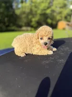 Toot, a female Poodle - Toy  for sale in Denham Springs, LA – 2 of 3