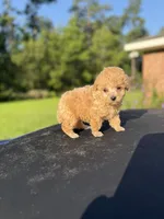 Balfour, a male Poodle - Toy  for sale in Denham Springs, LA – 4 of 4