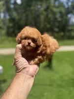 Micro, a female Poodle - Toy  for sale in Denham Springs, LA – 2 of 5