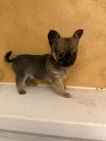 Sha, a female Chihuahua for sale in Denham Springs, LA – 3 of 6