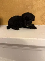 Zoro, a male Poodle - Toy  for sale in Denham Springs, LA – Photo 4 of 10