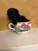 Zoro, a male Poodle - Toy  for sale in Denham Springs, LA – Photo 2 of 10