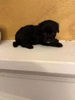 Zoro, a male Poodle - Toy  for sale in Denham Springs, LA – Photo 6 of 10