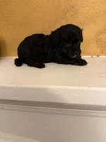 Zoro, a male Poodle - Toy  for sale in Denham Springs, LA – Photo 5 of 10