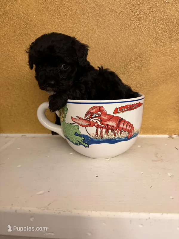 Zoro – Poodle - Toy  puppy for sale in Denham Springs, LA