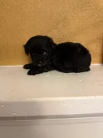 Zoro, a male Poodle - Toy  for sale in Denham Springs, LA – Photo 8 of 10