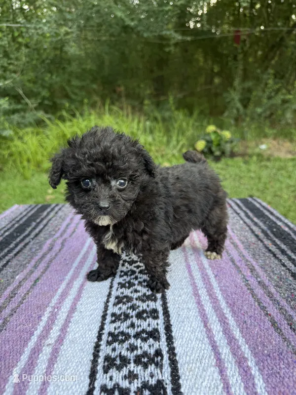 Biddy – Poodle - Toy  puppy for sale in Denham Springs, LA