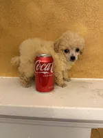 Posh, a female Poodle - Toy  for sale in Denham Springs, LA – 5 of 7