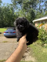 Knight Rider, a male Poodle - Toy  for sale in Denham Springs, LA – 8 of 8