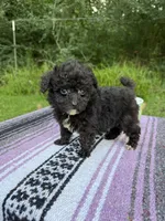 Biddy, a male Poodle - Toy  for sale in Denham Springs, LA – 6 of 8