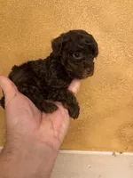 Toby, a male Poodle - Toy  for sale in Denham Springs, LA – Photo 7 of 9