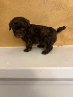 Toby, a male Poodle - Toy  for sale in Denham Springs, LA – Photo 8 of 9
