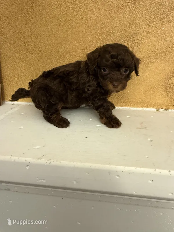 Toby – Poodle - Toy  puppy for sale in Denham Springs, LA