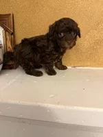 Toby, a male Poodle - Toy  for sale in Denham Springs, LA – Photo 9 of 9