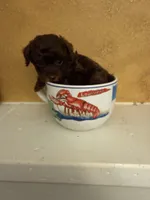 Toby, a male Poodle - Toy  for sale in Denham Springs, LA – Photo 2 of 9