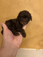 Toby, a male Poodle - Toy  for sale in Denham Springs, LA – Photo 6 of 9