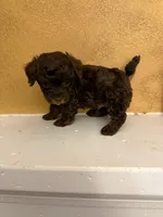 Toby, a male Poodle - Toy  for sale in Denham Springs, LA – Photo 3 of 9