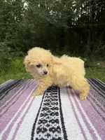 Posh, a female Poodle - Toy  for sale in Denham Springs, LA – 7 of 7