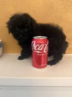 Knight Rider, a male Poodle - Toy  for sale in Denham Springs, LA – 7 of 8