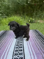 Biddy, a male Poodle - Toy  for sale in Denham Springs, LA – 8 of 8