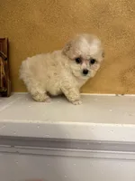 Toby, a male Poodle - Toy  for sale in Denham Springs, LA – Photo 6 of 8