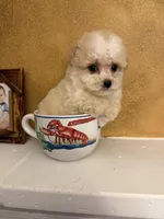 Toby, a male Poodle - Toy  for sale in Denham Springs, LA – Photo 3 of 8