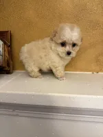 Toby, a male Poodle - Toy  for sale in Denham Springs, LA – Photo 8 of 8