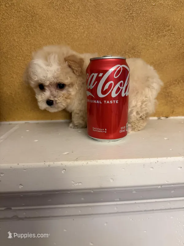 Toby, a male Poodle - Toy  for sale in Denham Springs, LA – Photo 1 of 8