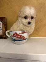 Toby, a male Poodle - Toy  for sale in Denham Springs, LA – Photo 4 of 8