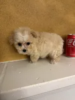 Toby, a male Poodle - Toy  for sale in Denham Springs, LA – Photo 2 of 8