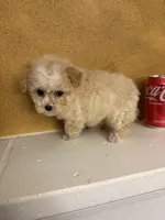 Toby, a male Poodle - Toy  for sale in Denham Springs, LA – Photo 5 of 8