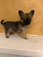 Sha, a female Chihuahua for sale in Denham Springs, LA – 4 of 6