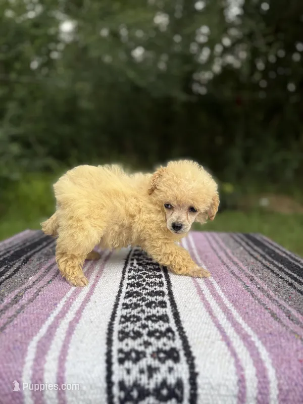 Posh, a female Poodle - Toy  for sale in Denham Springs, LA – 1 of 7