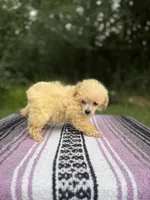 Posh, a female Poodle - Toy  for sale in Denham Springs, LA – 1 of 7