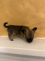 Sha, a female Chihuahua for sale in Denham Springs, LA – 5 of 6
