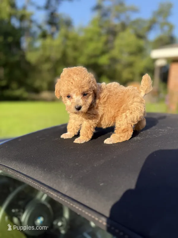 Balfour – Poodle - Toy  puppy for sale in Denham Springs, LA