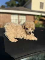 Baby, a female Poodle - Toy  for sale in Denham Springs, LA – 3 of 3