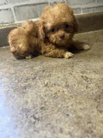 Micro, a female Poodle - Toy  for sale in Denham Springs, LA – 5 of 5