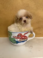 Gilligan, a male Poodle - Toy  for sale in Denham Springs, LA – 2 of 4