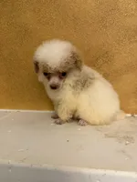 Menu, a female Poodle - Toy  for sale in Denham Springs, LA – 3 of 6