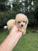 Posh, a female Poodle - Toy  for sale in Denham Springs, LA – 2 of 7