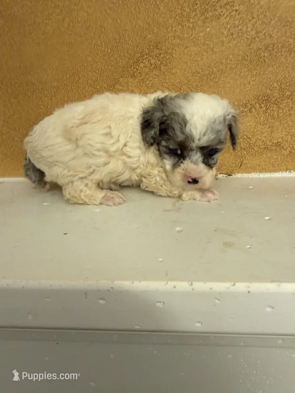 Bluey – Poodle - Toy  puppy for sale in Denham Springs, LA