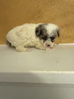Bluey, a female Poodle - Toy  for sale in Denham Springs, LA – Photo 1 of 3