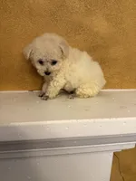 Frosty, a male Poodle - Toy  for sale in Denham Springs, LA – Photo 6 of 10