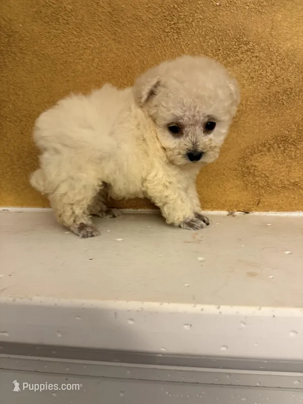 Frosty – Poodle - Toy  puppy for sale in Denham Springs, LA